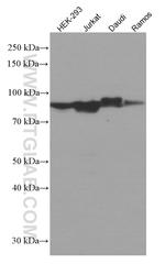 CRACR2A Antibody in Western Blot (WB)