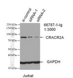 CRACR2A Antibody in Western Blot (WB)