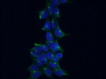 CRACR2A Antibody in Immunocytochemistry (ICC/IF)