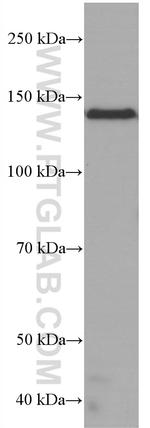 RGS3 Antibody in Western Blot (WB)