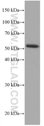 CDR2L Antibody in Western Blot (WB)