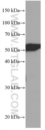 CDR2L Antibody in Western Blot (WB)