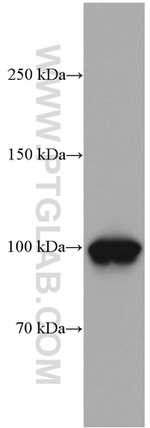 CNKSR1 Antibody in Western Blot (WB)