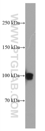 CNKSR1 Antibody in Western Blot (WB)