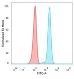 FOXL2 Monoclonal Antibody (PCRP-FOXL2-1B4)