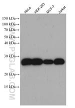 PRX3 Antibody in Western Blot (WB)