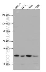 VTCN1 Antibody in Western Blot (WB)