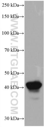 HLA-F Antibody in Western Blot (WB)