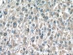 PRDX1 Antibody in Immunohistochemistry (Paraffin) (IHC (P))