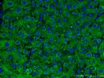 PRDX1 Antibody in Immunohistochemistry (PFA fixed) (IHC (PFA))