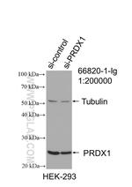 PRDX1 Antibody in Western Blot (WB)