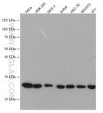PRDX1 Antibody in Western Blot (WB)