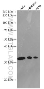Syntaxin 10 Antibody in Western Blot (WB)