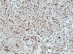 USP4 Antibody in Immunohistochemistry (Paraffin) (IHC (P))