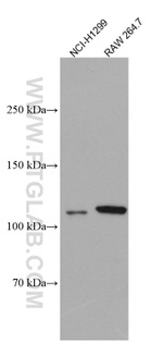 USP4 Antibody in Western Blot (WB)