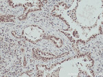OGT Antibody in Immunohistochemistry (Paraffin) (IHC (P))