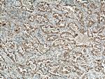VEGFA Antibody in Immunohistochemistry (Paraffin) (IHC (P))