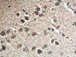 APOE Antibody in Immunohistochemistry (Paraffin) (IHC (P))
