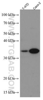 APOE Antibody in Western Blot (WB)