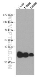 APOE Antibody in Western Blot (WB)