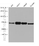 TDRKH Antibody in Western Blot (WB)