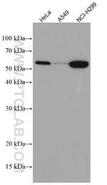 KLF5 Antibody in Western Blot (WB)