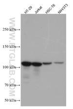 XRN2 Antibody in Western Blot (WB)