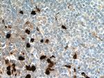 S100A8 Antibody in Immunohistochemistry (Paraffin) (IHC (P))