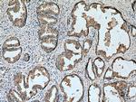 SPON2 Antibody in Immunohistochemistry (Paraffin) (IHC (P))
