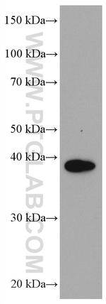 SPON2 Antibody in Western Blot (WB)