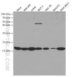 Phospho-Histone H3 (Ser10) Antibody in Western Blot (WB)