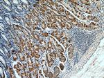 Annexin A10 Antibody in Immunohistochemistry (Paraffin) (IHC (P))
