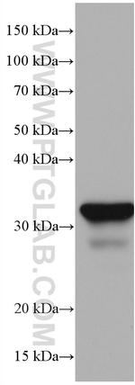 Annexin A10 Antibody in Western Blot (WB)