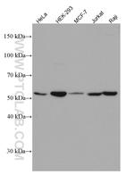 KPNA2 Antibody in Western Blot (WB)