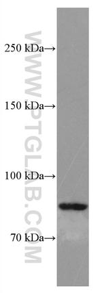 SMYD4 Antibody in Western Blot (WB)