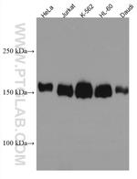 STIL Antibody in Western Blot (WB)