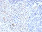 PU.1 (SPI-1) (B-Cell Marker) Monoclonal Antibody (rPU1/2146)