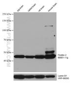 Flotillin 2 Antibody in Western Blot (WB)