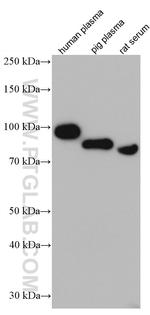 SERPING1/C1 Inactivator Antibody in Western Blot (WB)