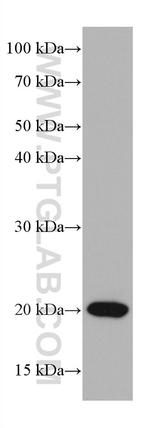 ASF1A Antibody in Western Blot (WB)