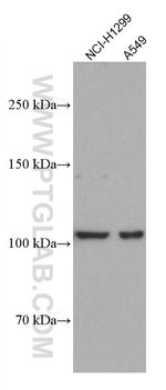 DLC1 Antibody in Western Blot (WB)