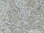 TIAR Antibody in Immunohistochemistry (Paraffin) (IHC (P))