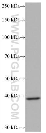 TIAR Antibody in Western Blot (WB)