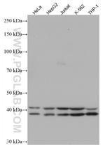 TIAR Antibody in Western Blot (WB)