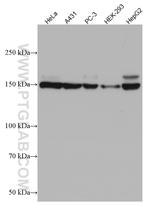 INF2 Antibody in Western Blot (WB)