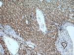 MAVS/VISA Antibody in Immunohistochemistry (Paraffin) (IHC (P))