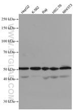 CDC25C Antibody in Western Blot (WB)