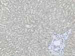 BST2 Antibody in Immunohistochemistry (Paraffin) (IHC (P))