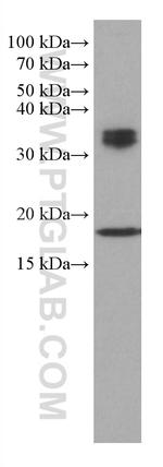 BST2 Antibody in Western Blot (WB)