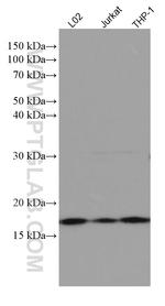 BST2 Antibody in Western Blot (WB)